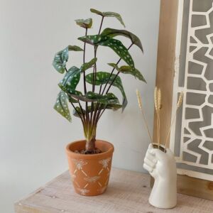 مركن زرع بومي