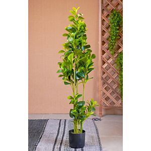 نبات صناعي غيفار